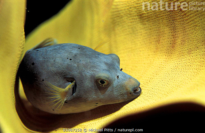 Stock Photo Of Immaculate Pufferfish {Arothron Immaculatus} Truk Lagoon ...