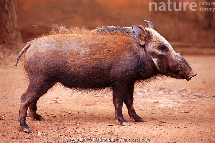 Bush Boar