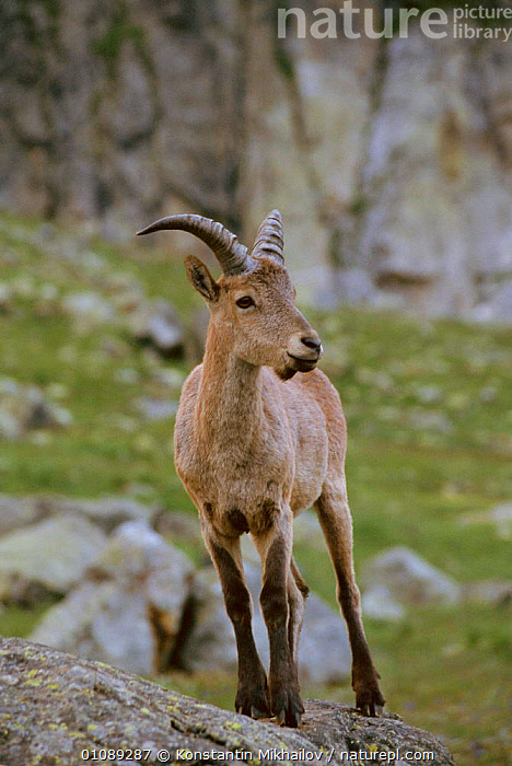 Stock photo of West caucasian tur female {Capra caucasica} Caucasus mts ...