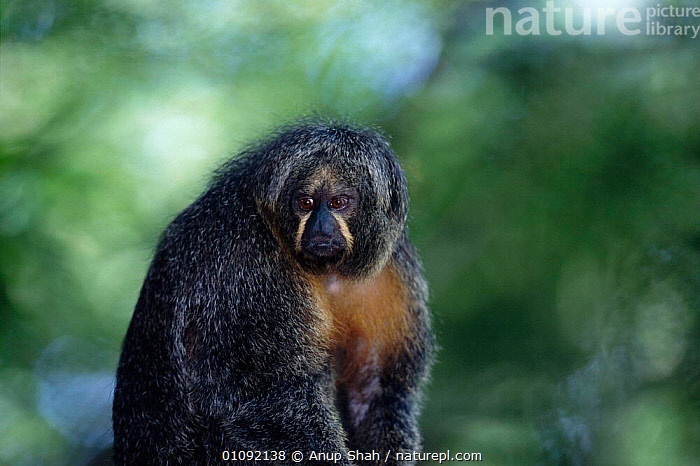 Stock photo of White faced saki monkey female {Pithecia pithecia ...