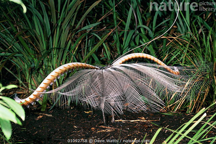 Stock photo of Superb lyrebird displaying {Menura novaehollandiae} SE  Australia Not…. Available for sale on