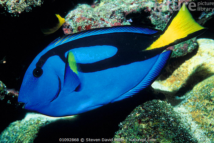 Paliate Fish Stock photo of Palette surgeonfish profile {Paracanthurus hepatus ...