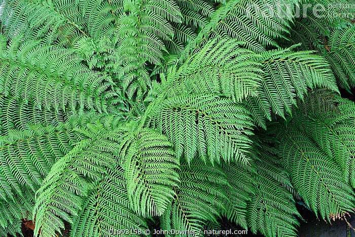Stock photo of Soft tree fern {Balantium antarcticum}. Available for