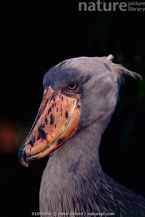 Stock photo of Whale headed / Shoebill stork {Balaeniceps rex} Central ...