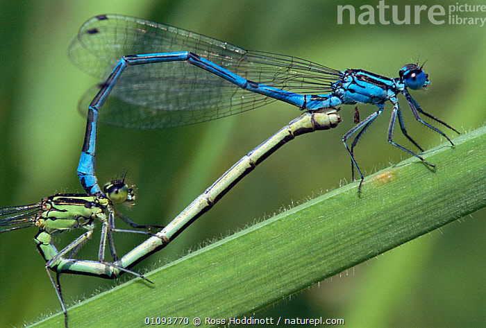 Stock photo of Azure damselflies mating {Coenagrion puella} Cornwall ...