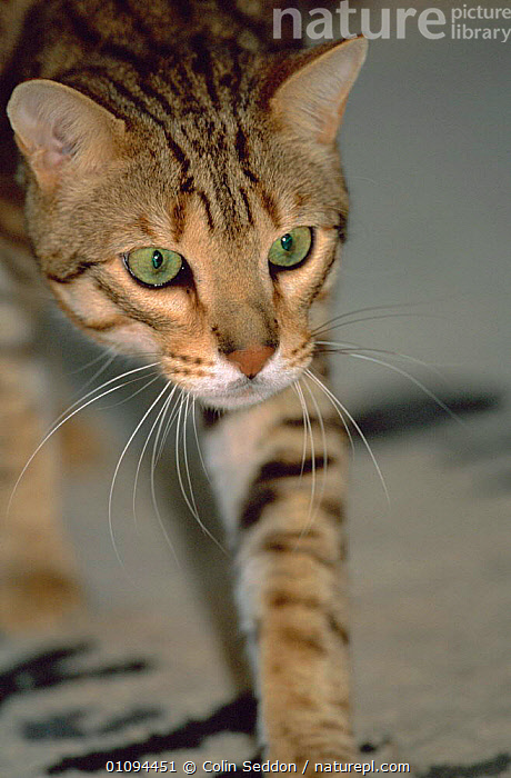 Stock photo of Spotted bengal cat stalking {Felis catus} UK. Available ...