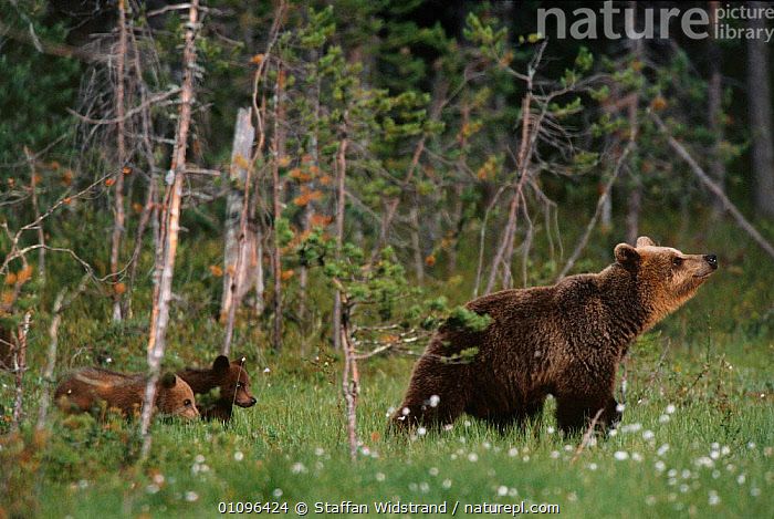 Stock photo of Female European Brown bear with cubs following behind ...