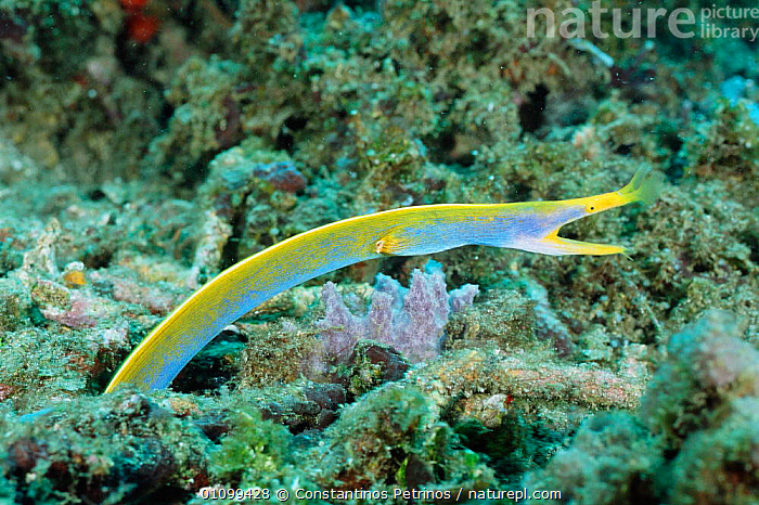 Stock photo of Ribbon eel in male blue phase Rhinomuraena  