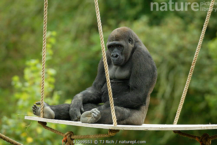 Stock photo of Male Western lowland gorilla {Gorilla gorilla