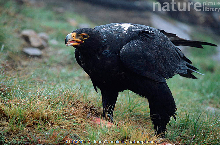 Stock photo of Verreaux's eagle / Black eagle {Aquila verreauxii} feeding  South Africa. Available for sale on