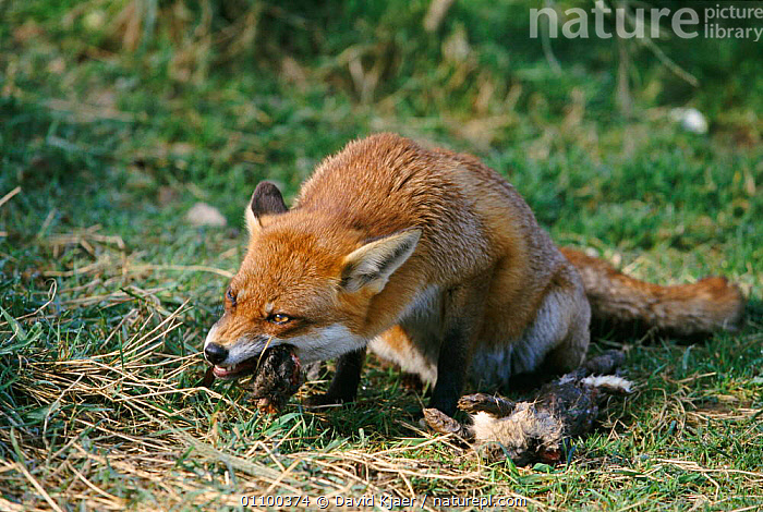Stock photo of Red fox eating rabbit {Vulpes vulpes} England, UK ...