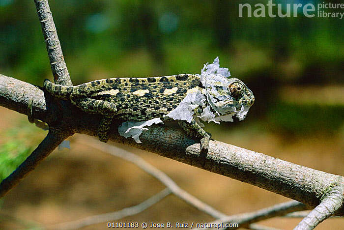 Stock photo of European chameleon shedding skin {Chamaeleo chamaeleon ...