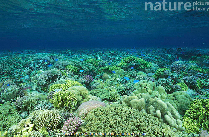 the reef for sale
