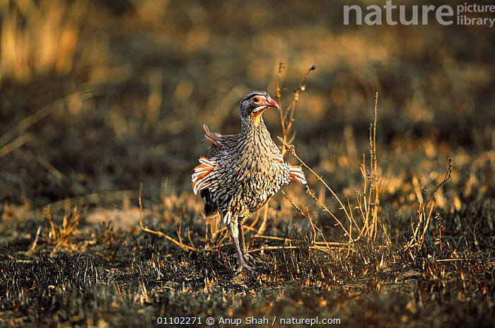 Stock photo of Grey breasted spurfowl {Pternistis rufopictus} Serengeti