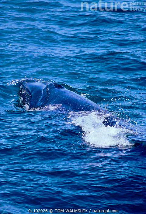 Stock Photo Of Sei Whale Blowing {Balaenoptera Borealis} Iceland ...