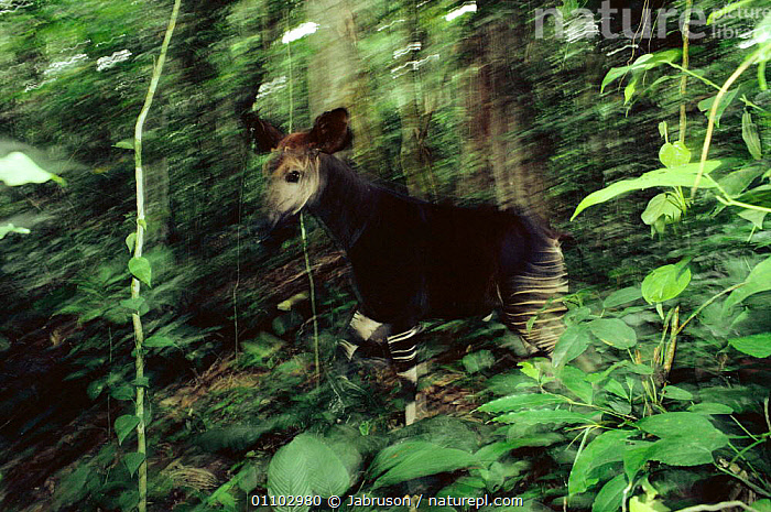 Okapi Jump Stock photo of Okapi {Okapi johnstoni} walking through Ituri forest ...
