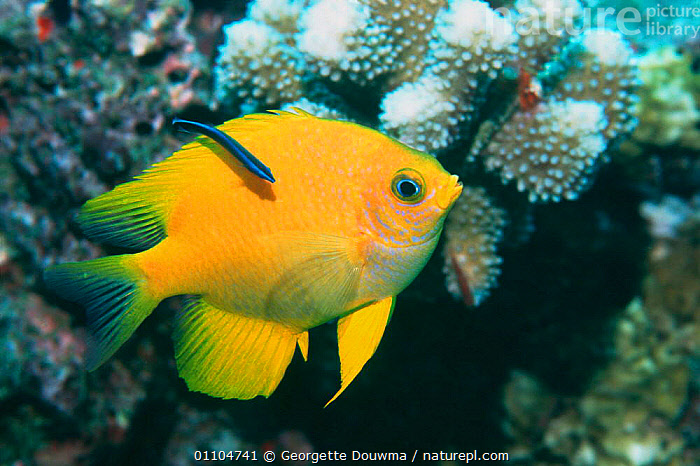 Stock photo of Golden damselfish {Amblyglyphidodon aureus} with cleaner ...