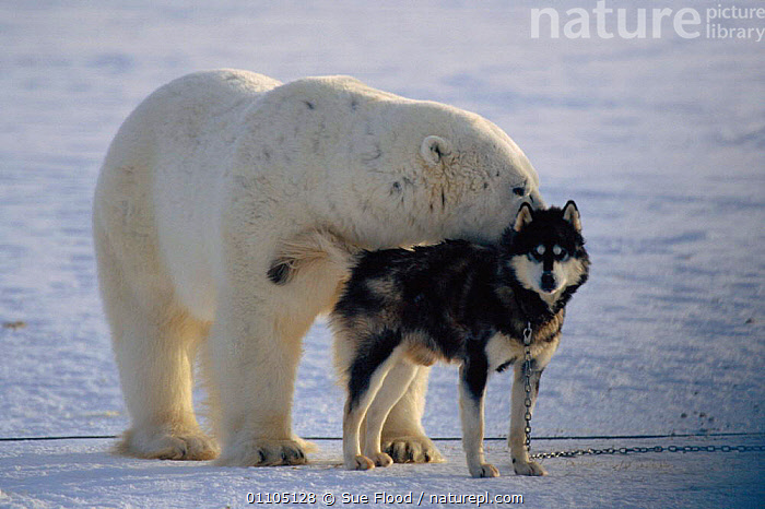 Husky and bear deals