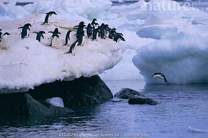 Stock photo of Adelie penguins jumping off ice into the sea {Pygoscelis