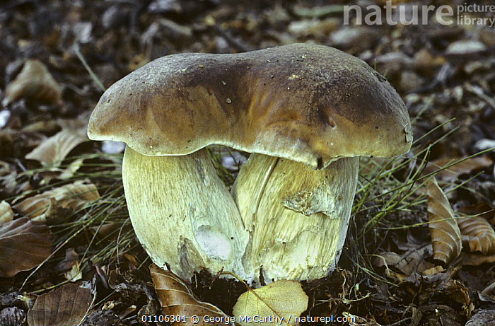 stock-photo-of-cep-penny-bun-fungi-with-fused-caps-boletus-edulis