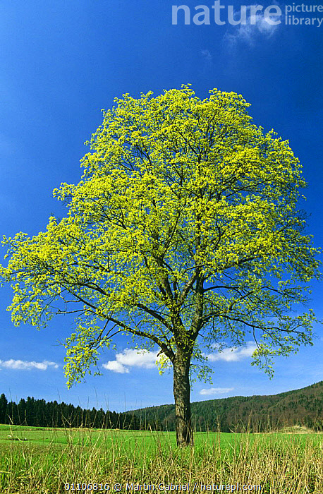 Sycomore Tree Germany Stock photo of Sycamore tree in blossom {Acer pseudoplatanus} Bavaria ...