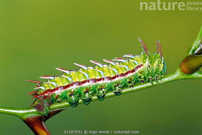 Stock photo of Saturniid moth caterpillar with warning colouration ...
