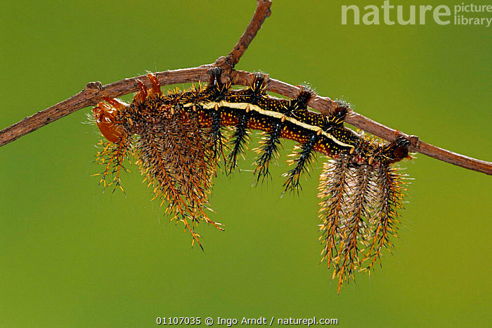 Stock photo of Saturniid moth caterpillar with spines {Automeris boops ...
