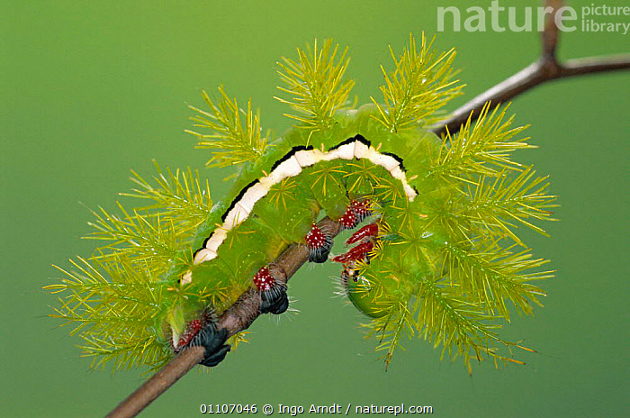 Stock photo of Saturniid moth caterpillar with defence spines ...