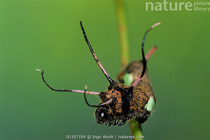Stock photo of Saturniid moth caterpillar with protective spines ...