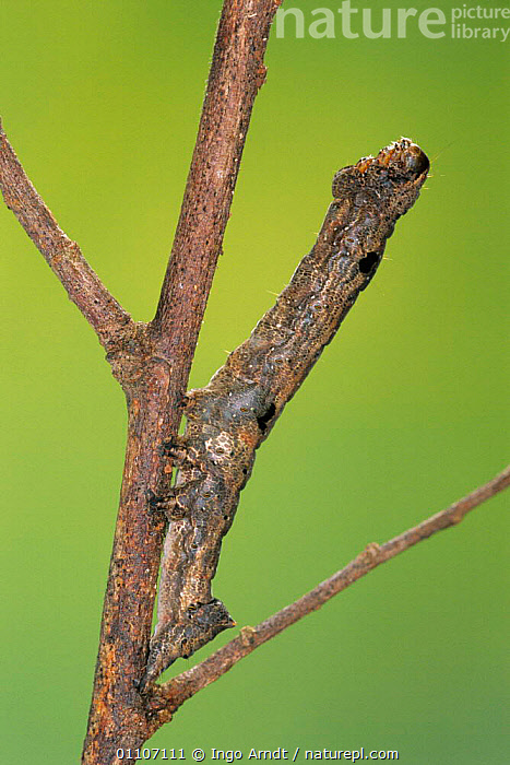 Photograph, Inch Worm Mimicking Twig