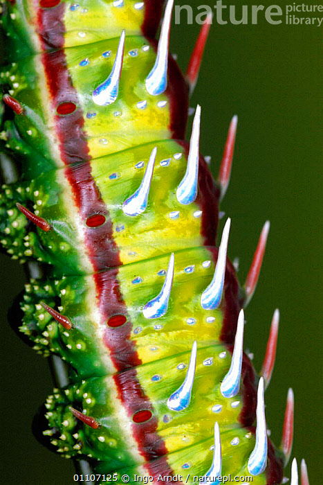 Stock photo of Saturniid moth caterpillar close up of spines {Syssphinx ...