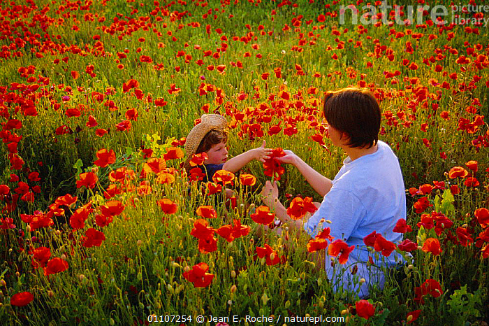 Picking outlets poppies