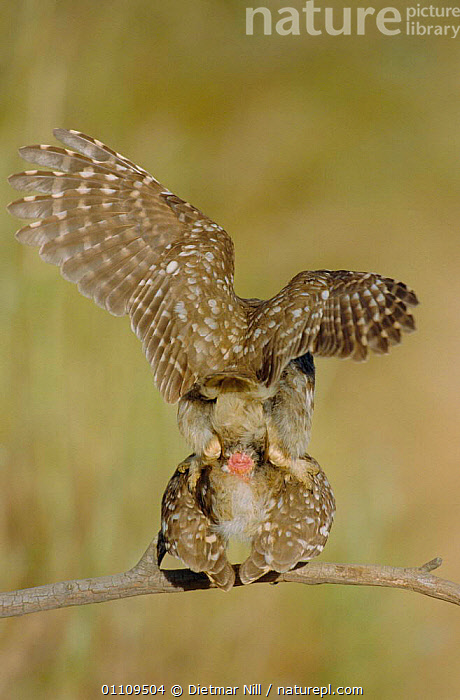 Stock photo of Little owls mating showing sex organs Athene  