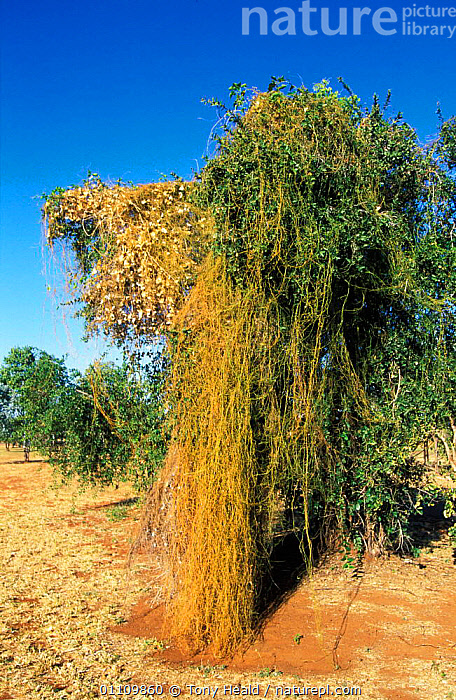 Is Cuscuta A Parasitic Plant