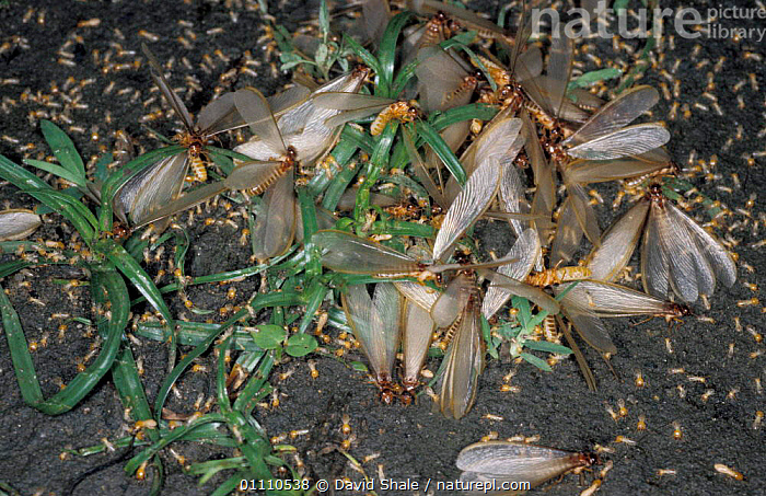 Stock photo of Winged termites emerging from nest {Isoptera} Tamil Nadu ...
