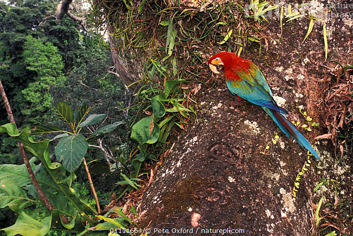 stock-photo-of-green-winged-red-green-macaw-in-rainforest-ara
