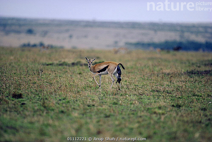Stock photo of Thomson's gazelle giving birth {Gazella thomsoni} Masai ...