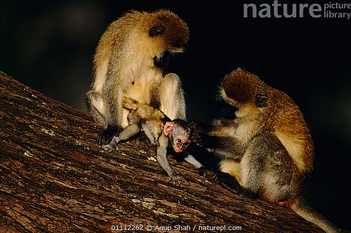 Stock photo of Vervet monkey family group grooming baby {Cercopithecus ...