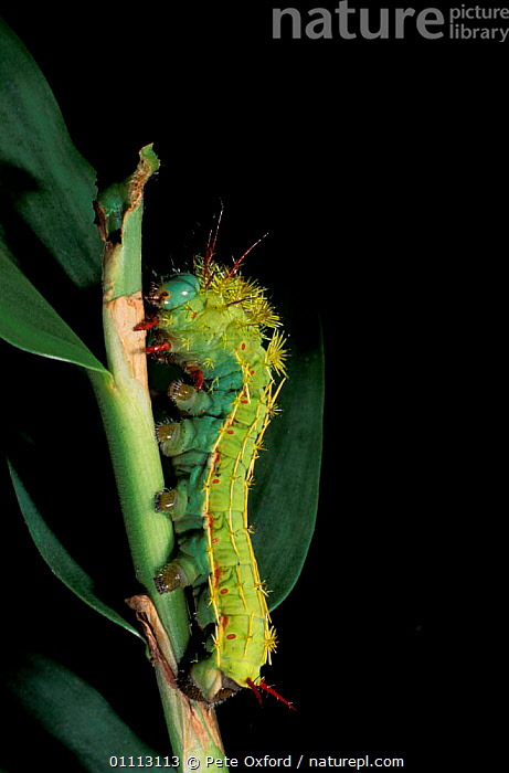 Stock photo of Silk moth caterpillar {Saturniidae} Manu cloud forest ...