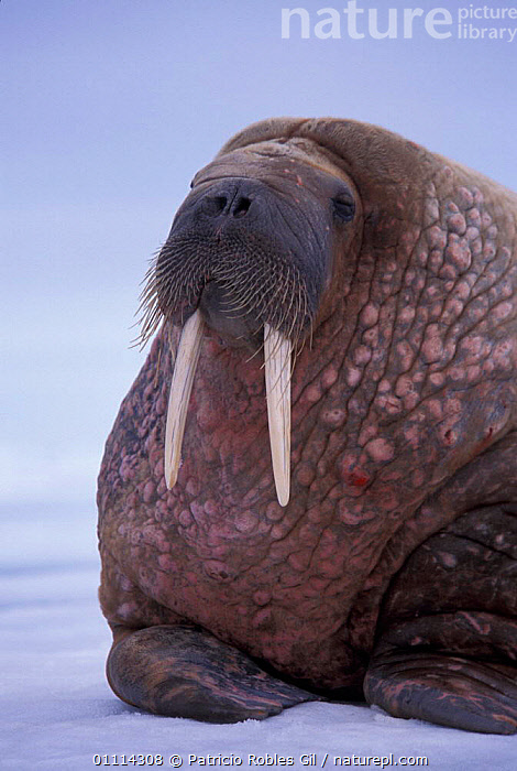 Stock photo of Walrus portrait {Odobenus rosmarus} Svalbard, Norway ...