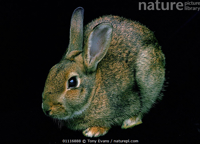 Superclass Rabbit Classification Stock photo of European rabbit portrait {Oryctolagus cuniculus} captive ...