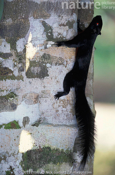 Stock photo of Prevost's squirrel {Callosciurus prevostii} Kinabatangan ...