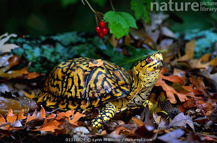 Stock photo of Eastern box turtle {Terrapene carolina carolina ...