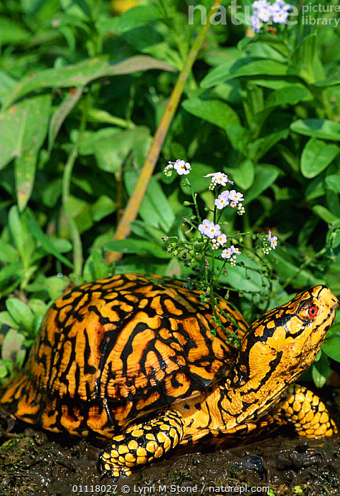 Stock photo of Eastern box turtle {Terrapene carolina carolina ...