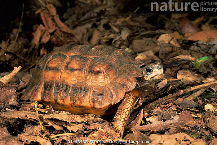 Stock photo of Flat tailed tortoise Pyxis arachnoides Western Dry