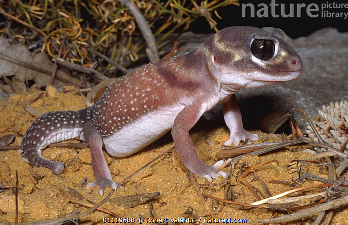 Stock Photo Of Knob tailed Gecko Female Nephrurus Levis Occidentalis Stock Photo Of Knob tailed Gecko Female Nephrurus Levis Occidentalis