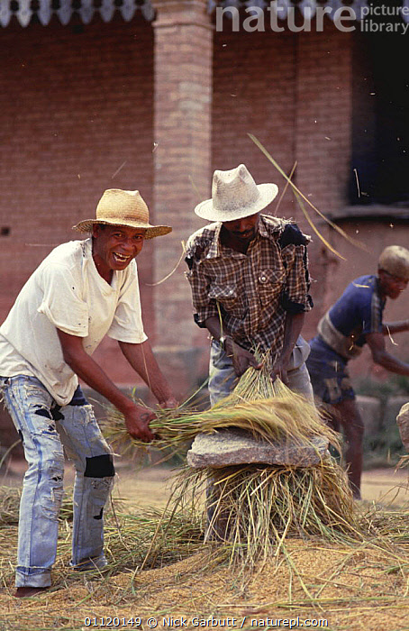 Stock photo of Betselio tribesmen beating rice, Ambohemaha, Madagascar ...