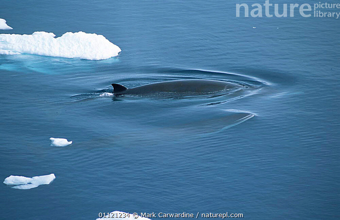 Stock Photo Of Antarctic Minke Whales {Balaenoptera Bonaerensis ...