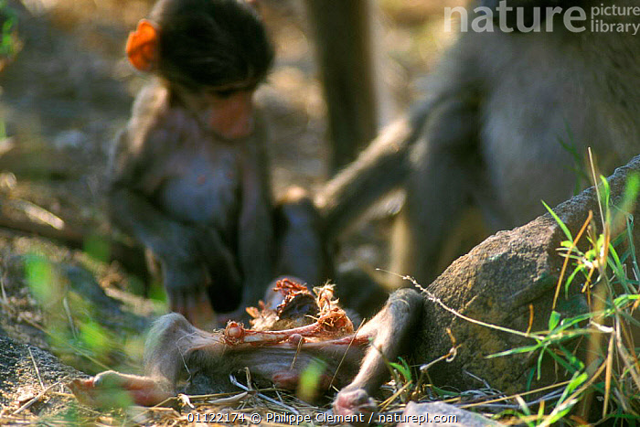 Died Baby Baboon