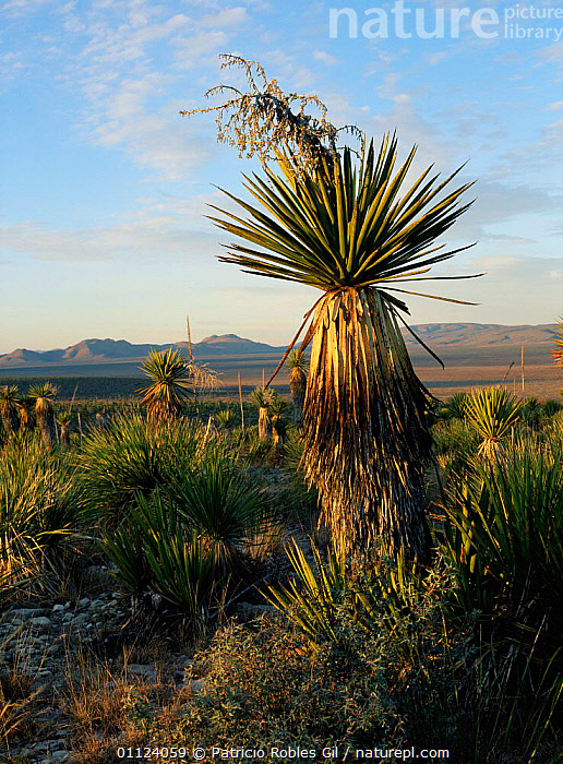 Yucca Natural Stock photo of Yucca plant {Yucca sp} in Chihuahua desert, Mexico ...